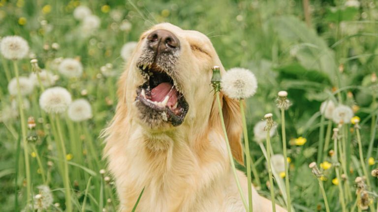 Why is My Dog Sneezing? 5 Reasons Why | Veterinary Village