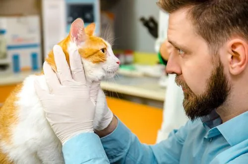 male-vet-examining-orange-and-white-cat's-eyes-at-clinic
