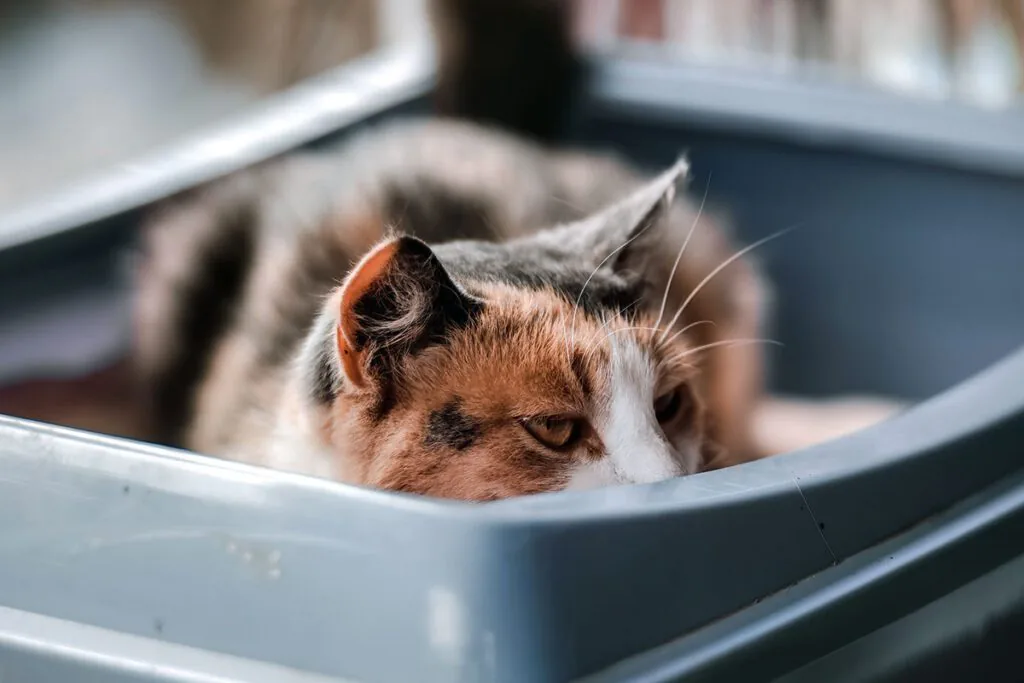 calico cat laying in a litter box
