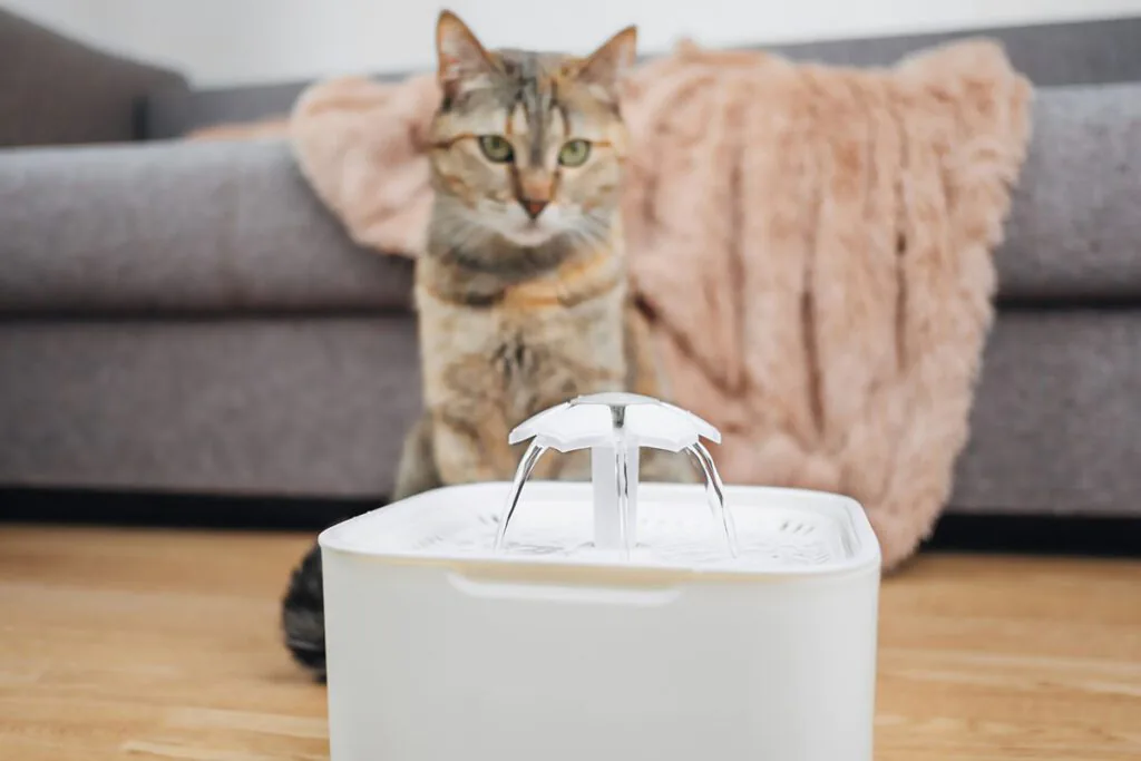 a plastic pet water fountain with a cat in the background staring at it