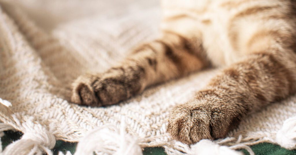 close up of a cat's paws resting on a blanket