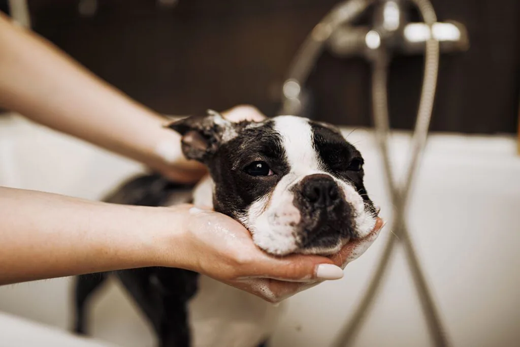 pet owner washing their dog