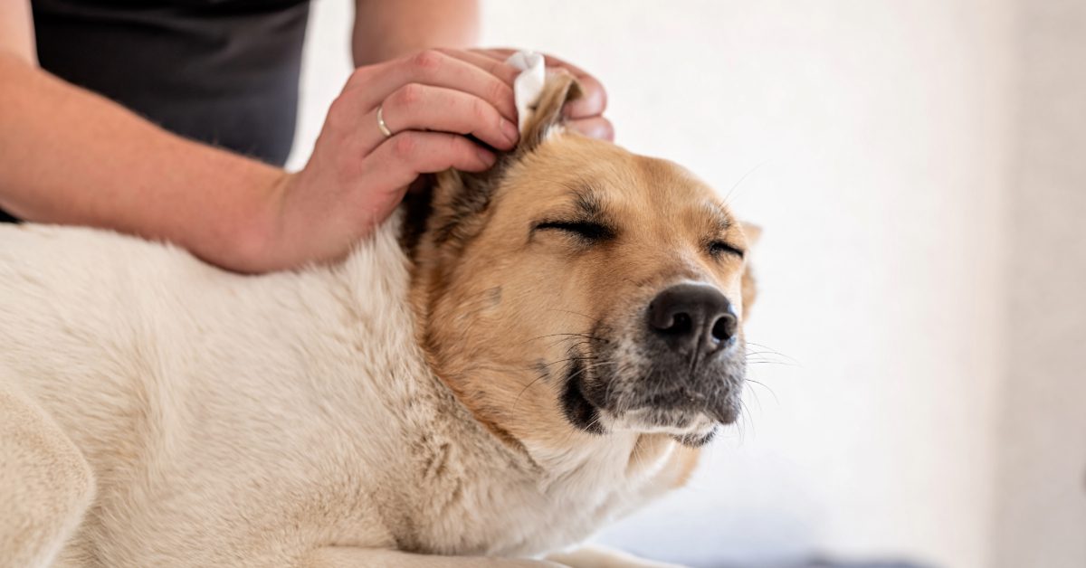 owner cleaning dog's ear with a soft cloth