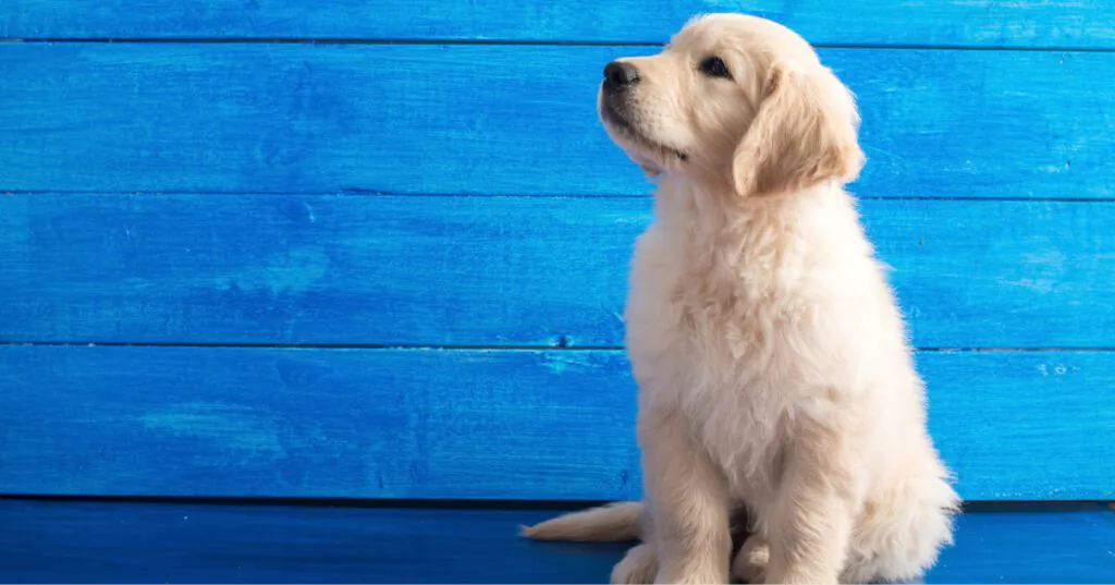 golden retriever puppy sitting on the floor against a blue background
