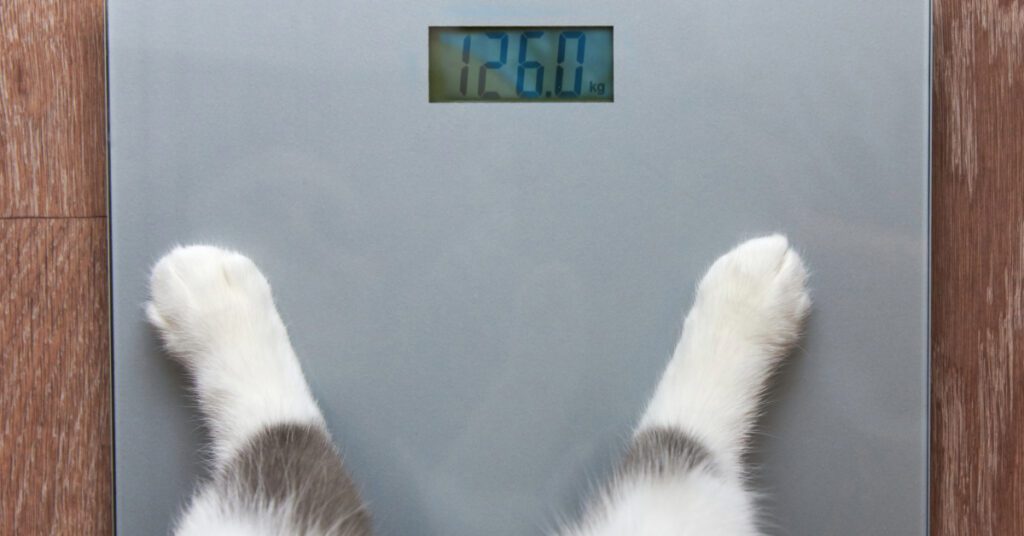 cat's paws on a weight scale at home